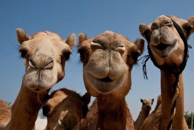 Camel selfie